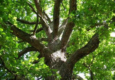 Quercus